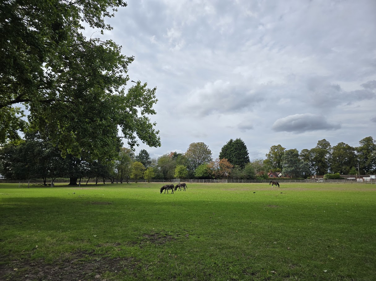 Horses grazing at Old Rectory Farm with the farmhouse behind