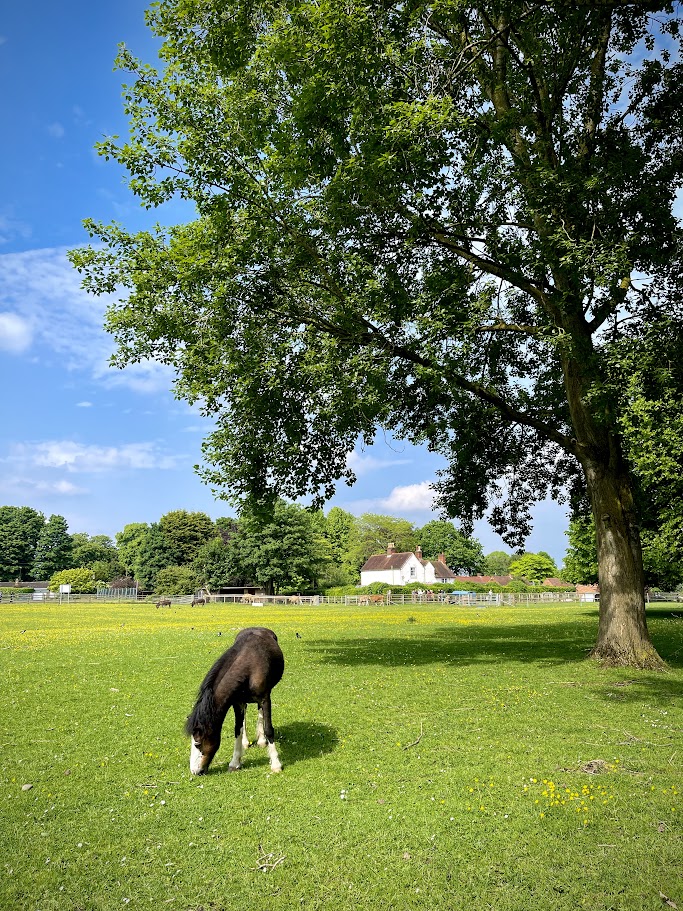 Pony grazing in the buttercup meadow at Old Rectory Farm, Sheldon
