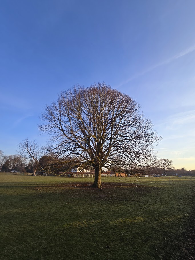 Ancient tree in winter, Old Rectory Farm farmhouse in the background